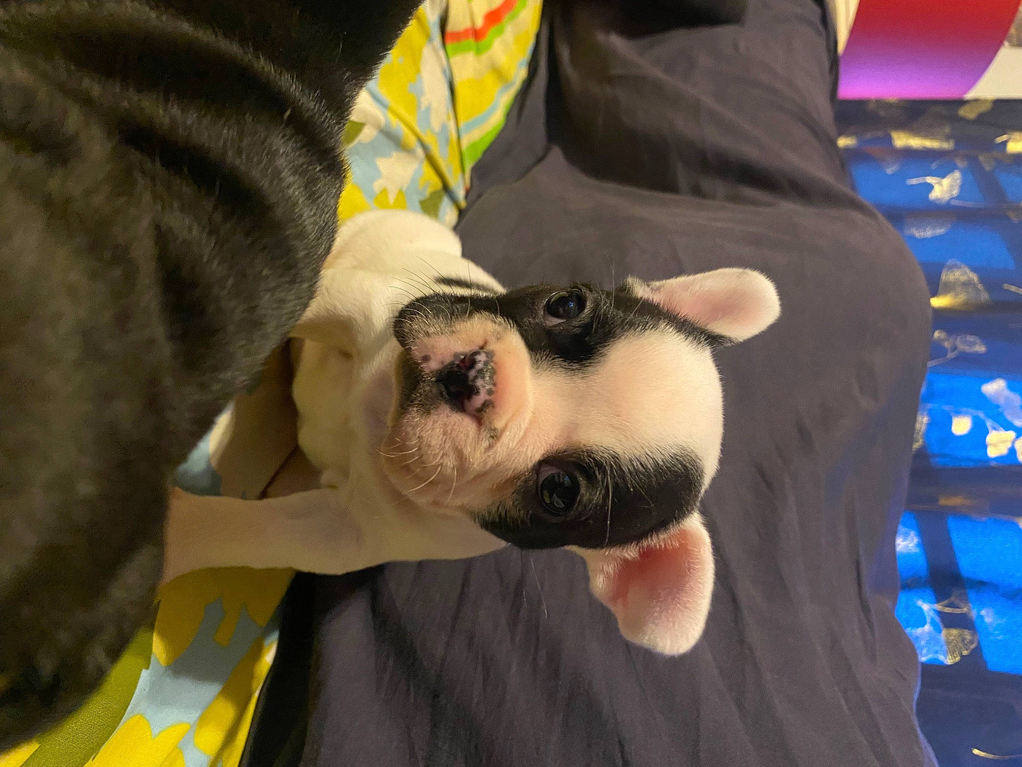 Vanille participe au concours pour gagner de l'argent avec cette photo : canidae, carnivore, comfort, companion_dog, dog, dog_breed, event, fawn, fur, non_sporting_group, plush, snout, sporting_group, stuffed_toy, sunglasses, tail, working_animal