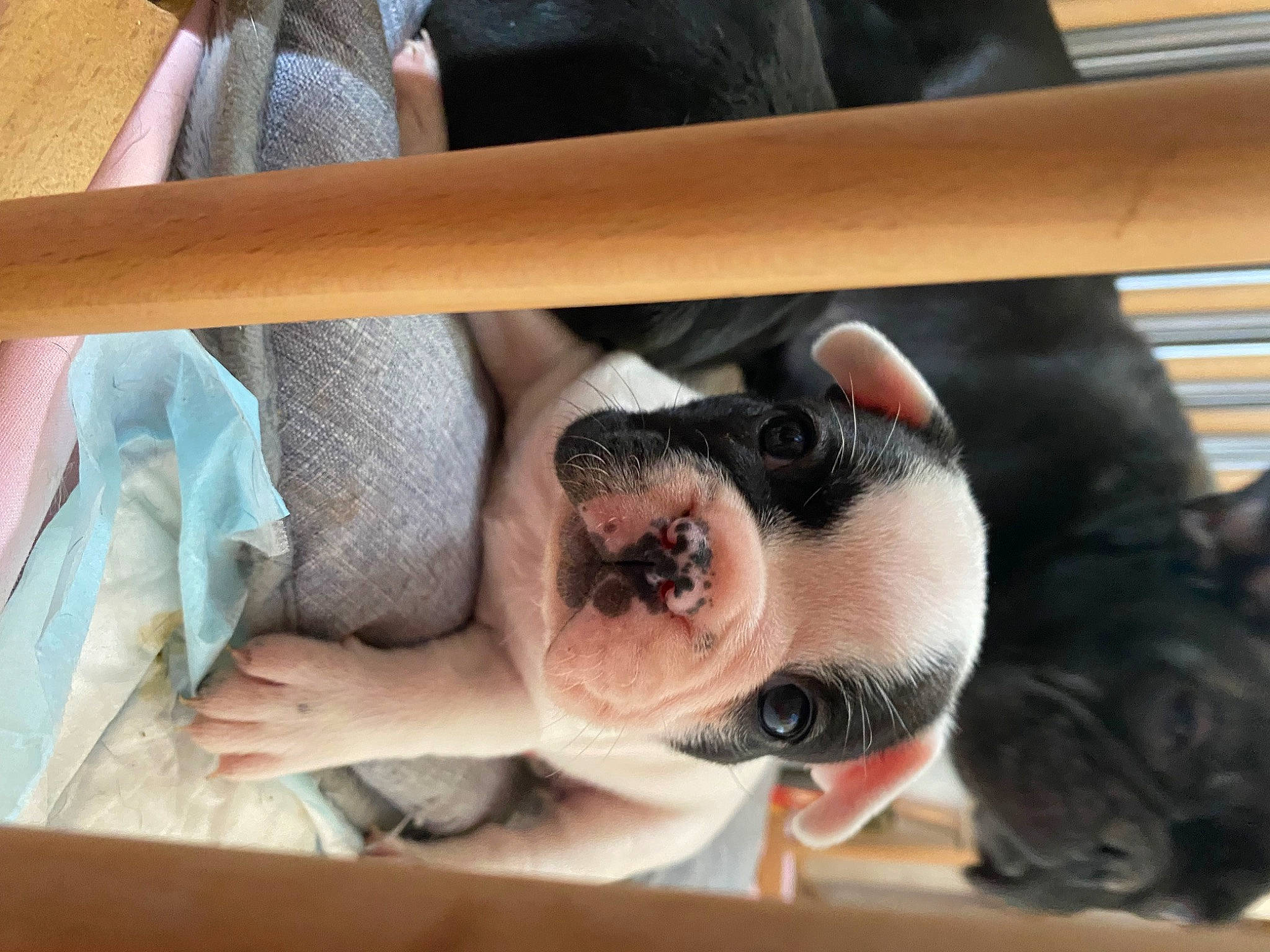 Vanille a rejoint le concours — aidez-le/la à gagner de superbes lots ! carnivore, comfort, companion_dog, dog, dog_breed, eyewear, fawn, flesh, foot, fun, fur, goggles, jaw, non_sporting_group, paw, snout, sporting_group, sunglasses, wood, working_animal