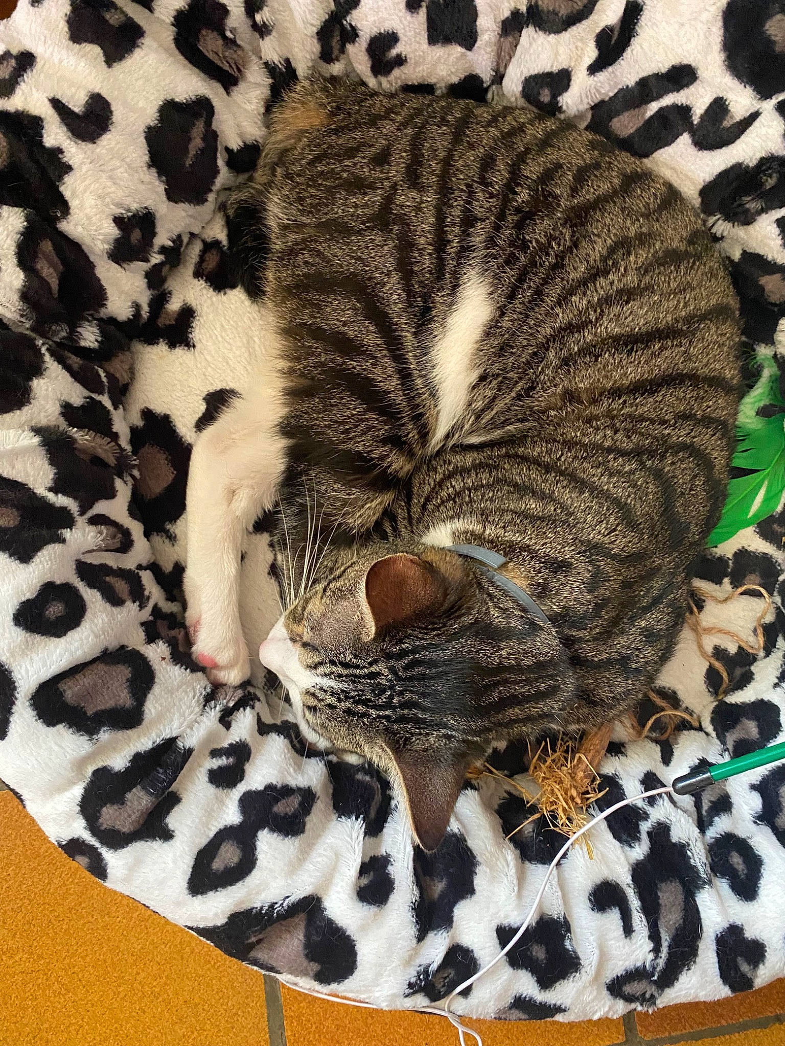 Wylo a rejoint le concours — aidez-le/la à gagner de superbes lots ! big_cats, black, carnivore, cat, close_up, comfort, domestic_short_haired_cat, eye, felidae, fur, mammal, pattern, small_to_medium_sized_cats, snout, tail, terrestrial_animal, textile, vertebrate, whiskers, white