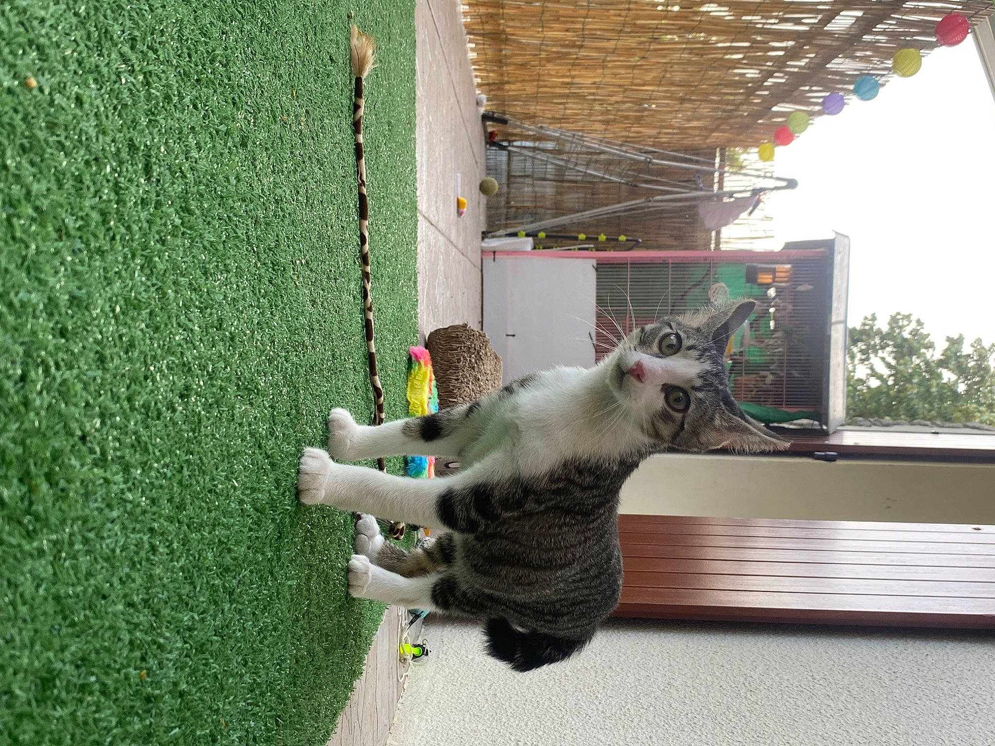 Wylo participe au concours pour gagner de l'argent avec cette photo : bird_supply, domestic_short_haired_cat, felidae, fur, grass, mammal, pet_supply, sky, small_to_medium_sized_cats, tail, toy, tree, whiskers