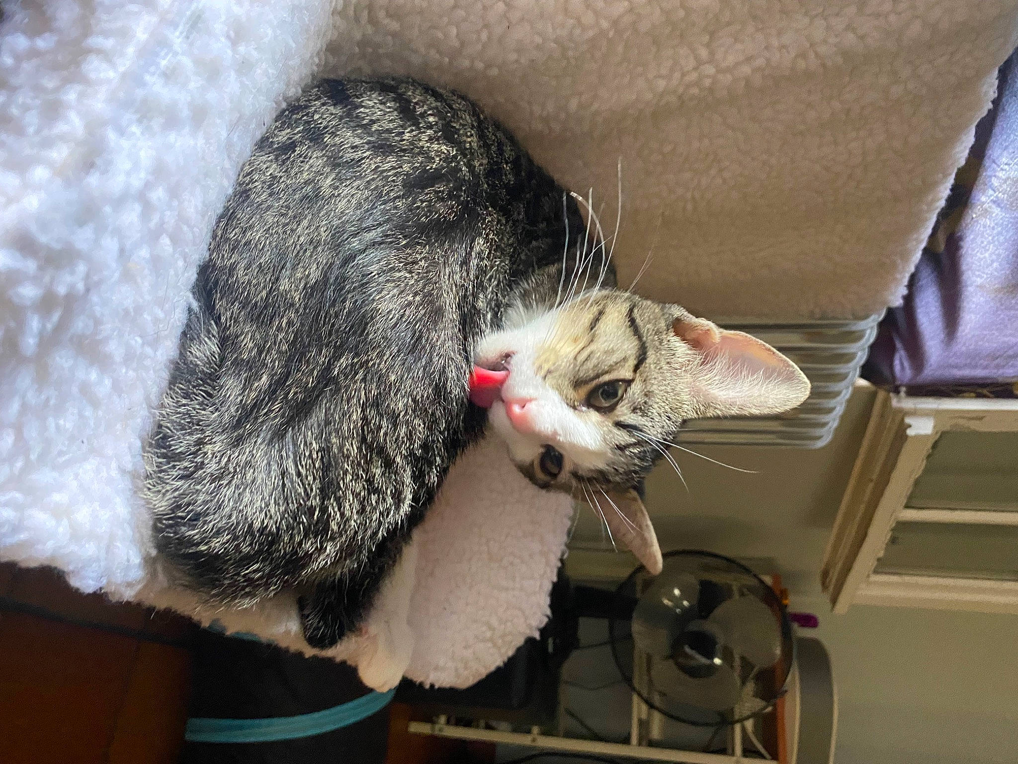 Wylo participe au concours pour gagner de l'argent avec cette photo : carnivore, cat, cat_supply, claw, comfort, couch, domestic_short_haired_cat, felidae, fur, hat, paw, plant, small_to_medium_sized_cats, tail, tree, whiskers