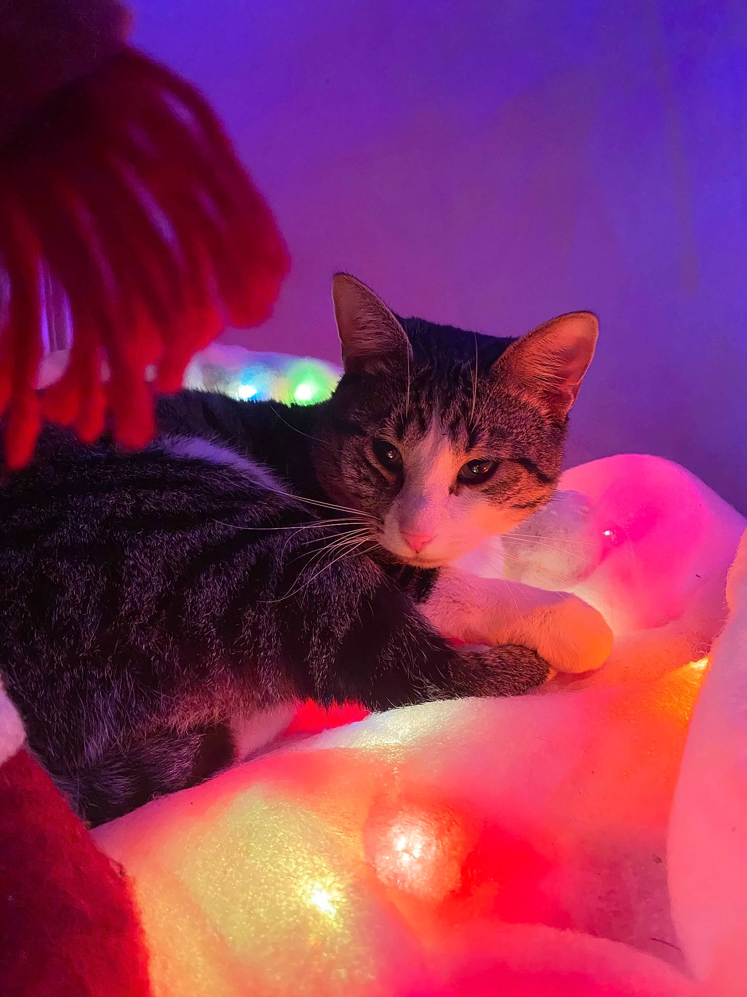 Wylo participe au concours pour gagner de l'argent avec cette photo : carmine, carnivore, cat, comfort, darkness, event, felidae, fur, gesture, magenta, night, paw, pink, plant, sky, small_to_medium_sized_cats, snout, tail, whiskers