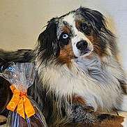 Roméo participe au concours pour gagner de l'argent avec cette photo : animal, australian_shepherd, blue_eye, brown_eye, chocolate, companion, cute, dog, floor, fur, gift, heterochromia, holiday, indoor, mammal, orange_ribbon, pet, portrait, relaxed, wrapping