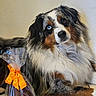 animal, australian_shepherd, blue_eye, brown_eye, chocolate, companion, cute, dog, floor, fur, gift, heterochromia, holiday, indoor, mammal, orange_ribbon, pet, portrait, relaxed, wrapping