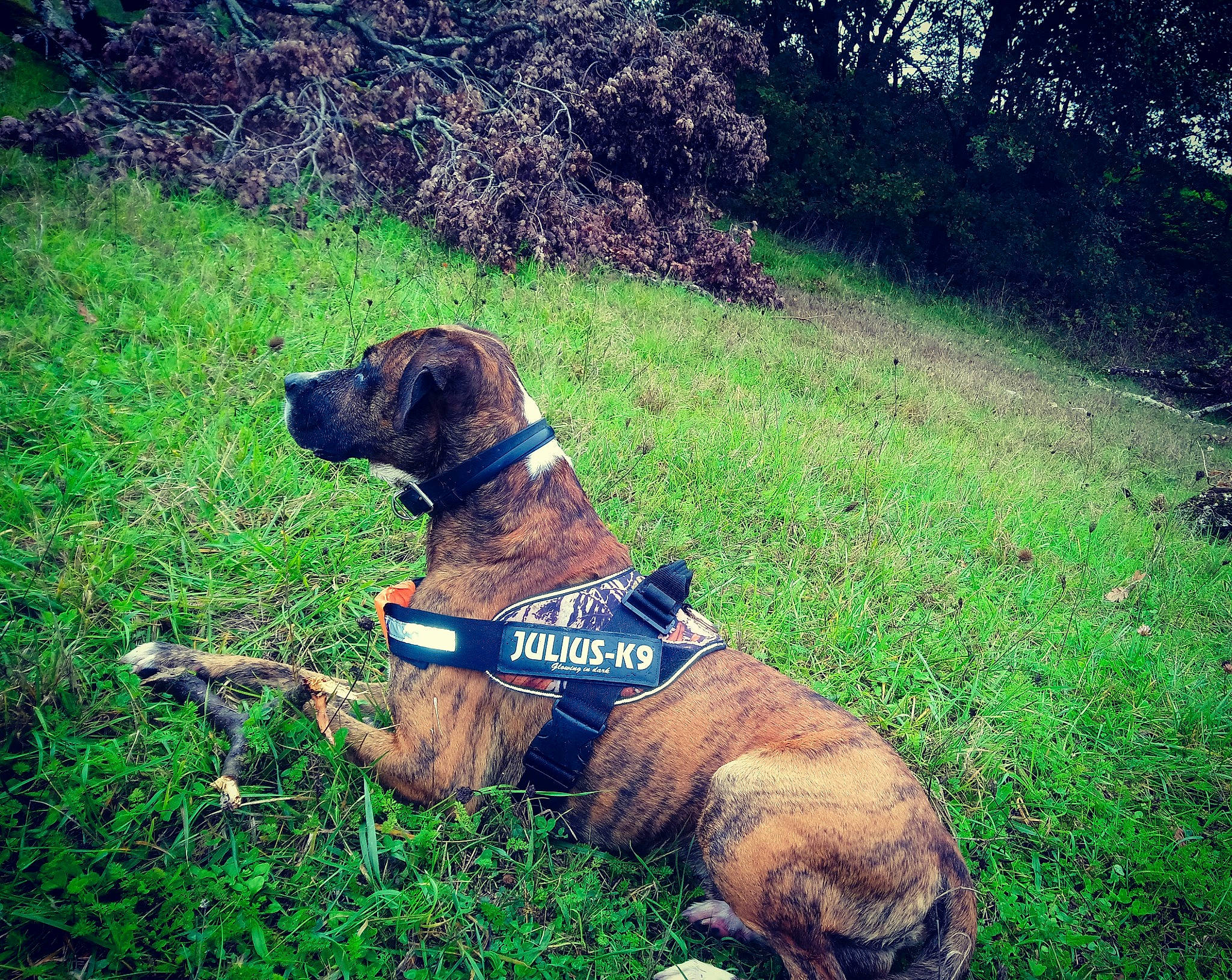 Manbo a rejoint le concours — aidez-le/la à gagner de superbes lots ! canidae, carnivore, dog, dog_breed, dog_collar, fawn, grass, hunting_dog, mountain, plant, sky, sporting_group, wilderness