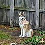 dog, husky, small_dog, pekingese, bandana, wooden_fence, backyard, grass, lawn, leaves, dirt, sitting, lying, pet, portrait, outdoor, street_sign, plants, moss, trees
