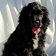 Nico joined the competition — help win amazing prizes! puppy, dog, black_fur, white_patch, tongue_out, curly_fur, pet, animal, sitting, portrait, indoors, soft_light, white_fabric, cute, young, friendly, fluffy, companion, playful, domestic