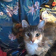 Delilah joined the competition — help win amazing prizes! cat, animal, pet, indoor, person, clothing, floral_pattern, blanket, fur, whiskers, face, eyes, lap, comfort, relaxation, casual, home, domestic, resting, cozy