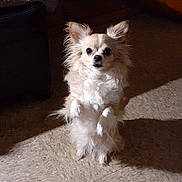 Alley is registered to the contest to win money with this photo: dog, chihuahua, pet, standing, paws_up, fluffy, small_dog, indoor, carpet, portrait, ears, eyes, fur, cute, looking_at_camera, shadow, spotlight, home, adorable, canine