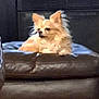 Alley is registered to the contest to win money with this photo: dog, chihuahua, small_dog, pet, indoor, couch, leather_sofa, cushion, sitting, fluffy, long_hair, portrait, relaxed, paw, ear, muzzle, home_interior, brown, black_background, upholstery