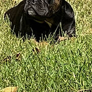 Smokey is registered to the contest to win money with this photo: dog, french_bulldog, black_dog, grass, outdoor, sunlight, pet, animal, canine, laying_down, ears_up, nature, leaf, relaxed, sunny, close_up, muzzle, daytime, small_dog, cute