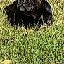 dog, french_bulldog, black_dog, grass, outdoor, sunlight, pet, animal, canine, laying_down, ears_up, nature, leaf, relaxed, sunny, close_up, muzzle, daytime, small_dog, cute