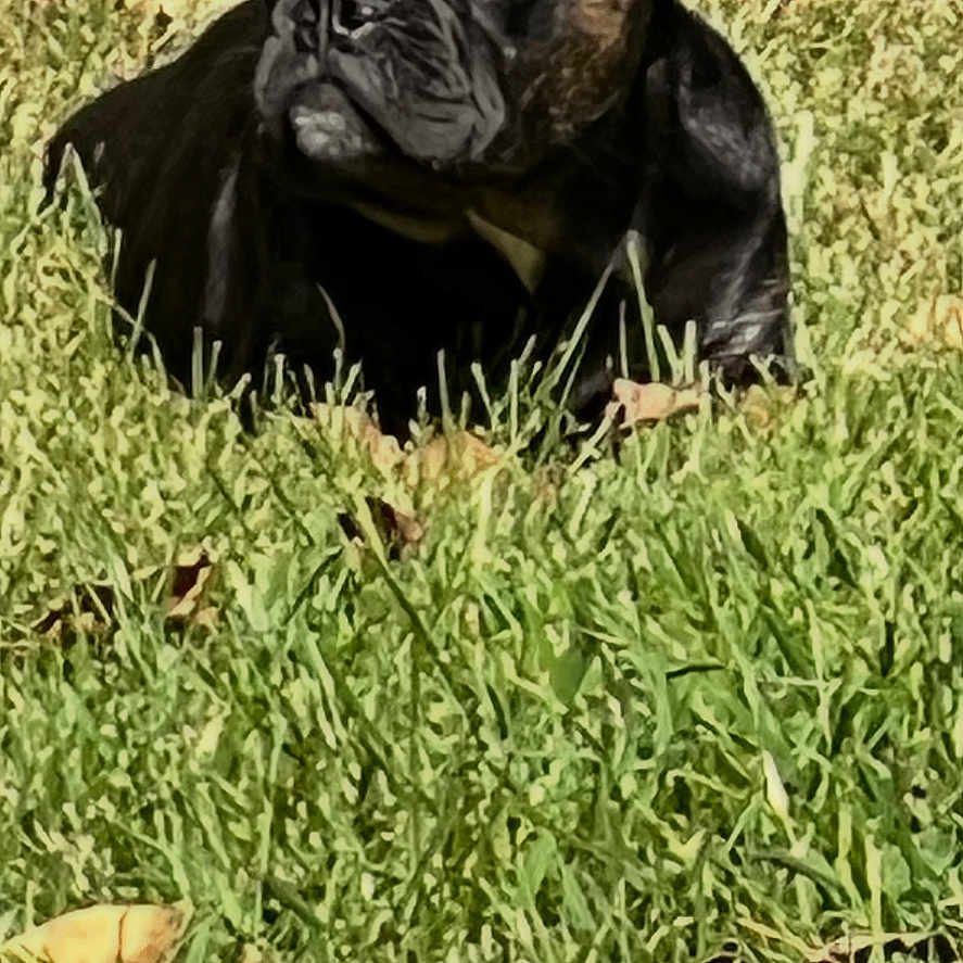 Smokey is registered to the contest to win money with this photo: animal, black_dog, canine, close_up, cute, daytime, dog, ears_up, french_bulldog, grass, laying_down, leaf, muzzle, nature, outdoor, pet, relaxed, small_dog, sunlight, sunny