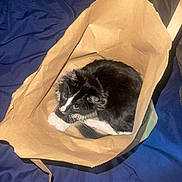 Rosie is registered to the contest to win money with this photo: cat, black_and_white, paper_bag, pet, curious, indoor, feline, whiskers, fur, animal, cozy, looking_up, playful, blue_blanket, close_up, domestic, cute, resting, paws, ears