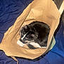 cat, black_and_white, paper_bag, pet, curious, indoor, feline, whiskers, fur, animal, cozy, looking_up, playful, blue_blanket, close_up, domestic, cute, resting, paws, ears