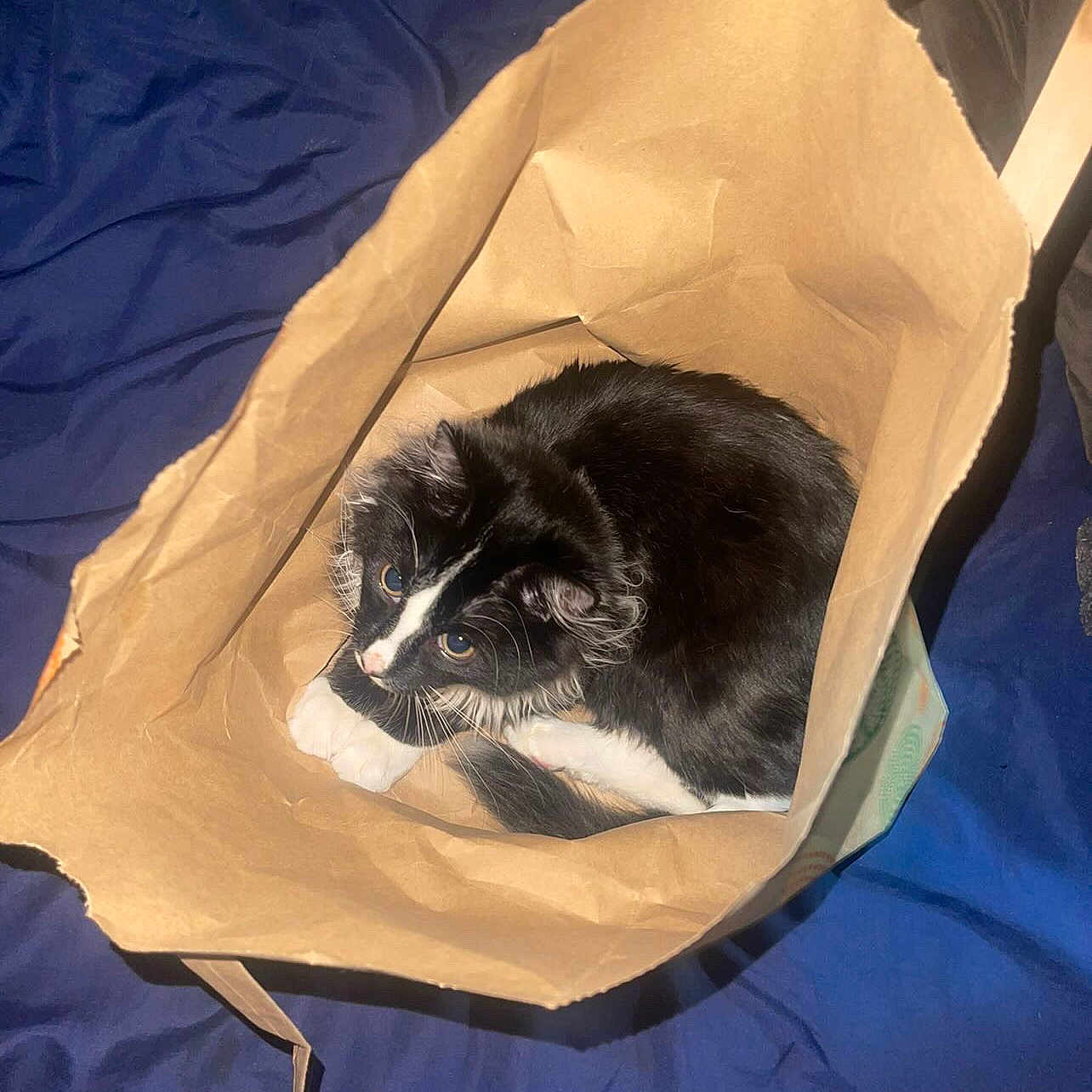 Rosie is registered to the contest to win money with this photo: animal, black_and_white, blue_blanket, cat, close_up, cozy, curious, cute, domestic, ears, feline, fur, indoor, looking_up, paper_bag, paws, pet, playful, resting, whiskers