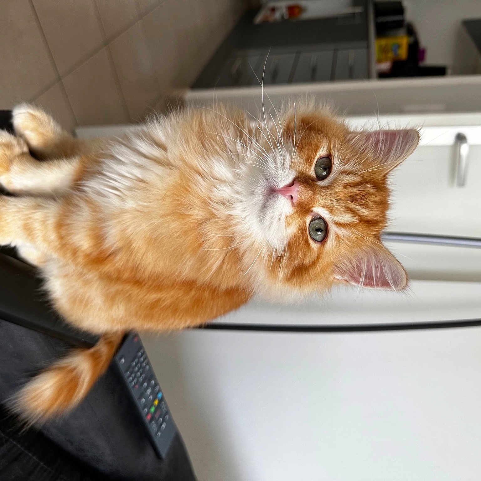 Charou participe au concours pour gagner de l'argent avec cette photo : cabinetry, carnivore, cat, claw, comfort, computer_keyboard, drawer, fawn, felidae, fur, hardwood, home_appliance, kitchen_appliance, paw, room, small_to_medium_sized_cats, tail, whiskers, wood