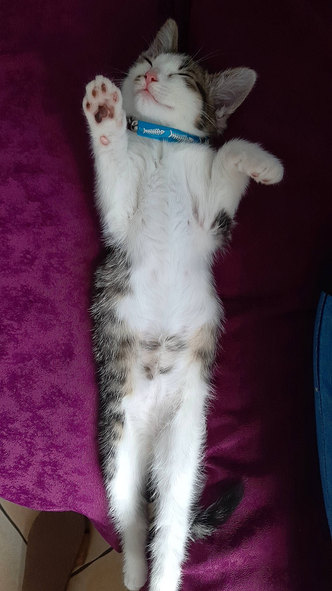 Rocket a rejoint le concours — aidez-le/la à gagner de superbes lots ! carnivore, cat, claw, domestic_short_haired_cat, fawn, felidae, foot, fur, paw, small_to_medium_sized_cats, stuffed_toy, tail, whiskers