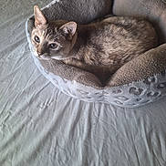Dru is registered to the contest to win money with this photo: cat, tabby, pet_bed, cozy, indoor, feline, fur, whiskers, ears, eyes, resting, soft, bed, curious, animal, domestic, cute, relaxed, mammal, sleepy
