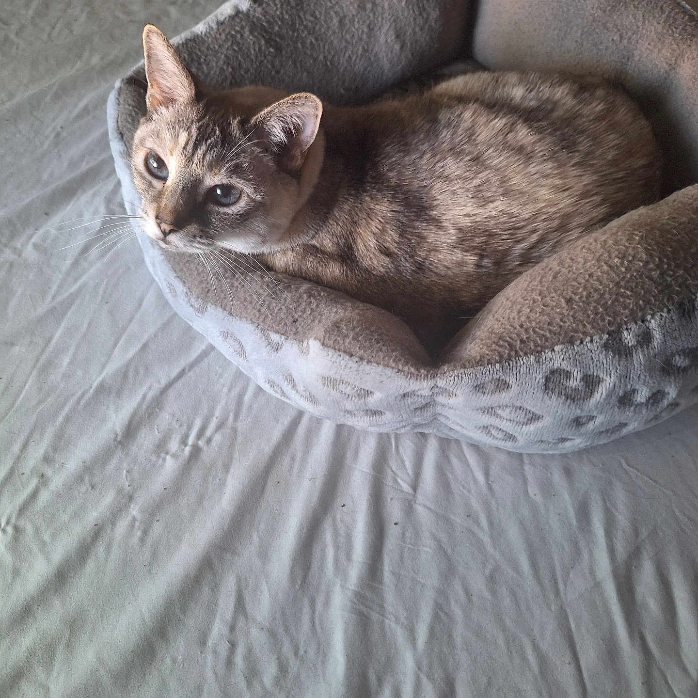 Dru is registered to the contest to win money with this photo: animal, bed, cat, cozy, curious, cute, domestic, ears, eyes, feline, fur, indoor, mammal, pet_bed, relaxed, resting, sleepy, soft, tabby, whiskers