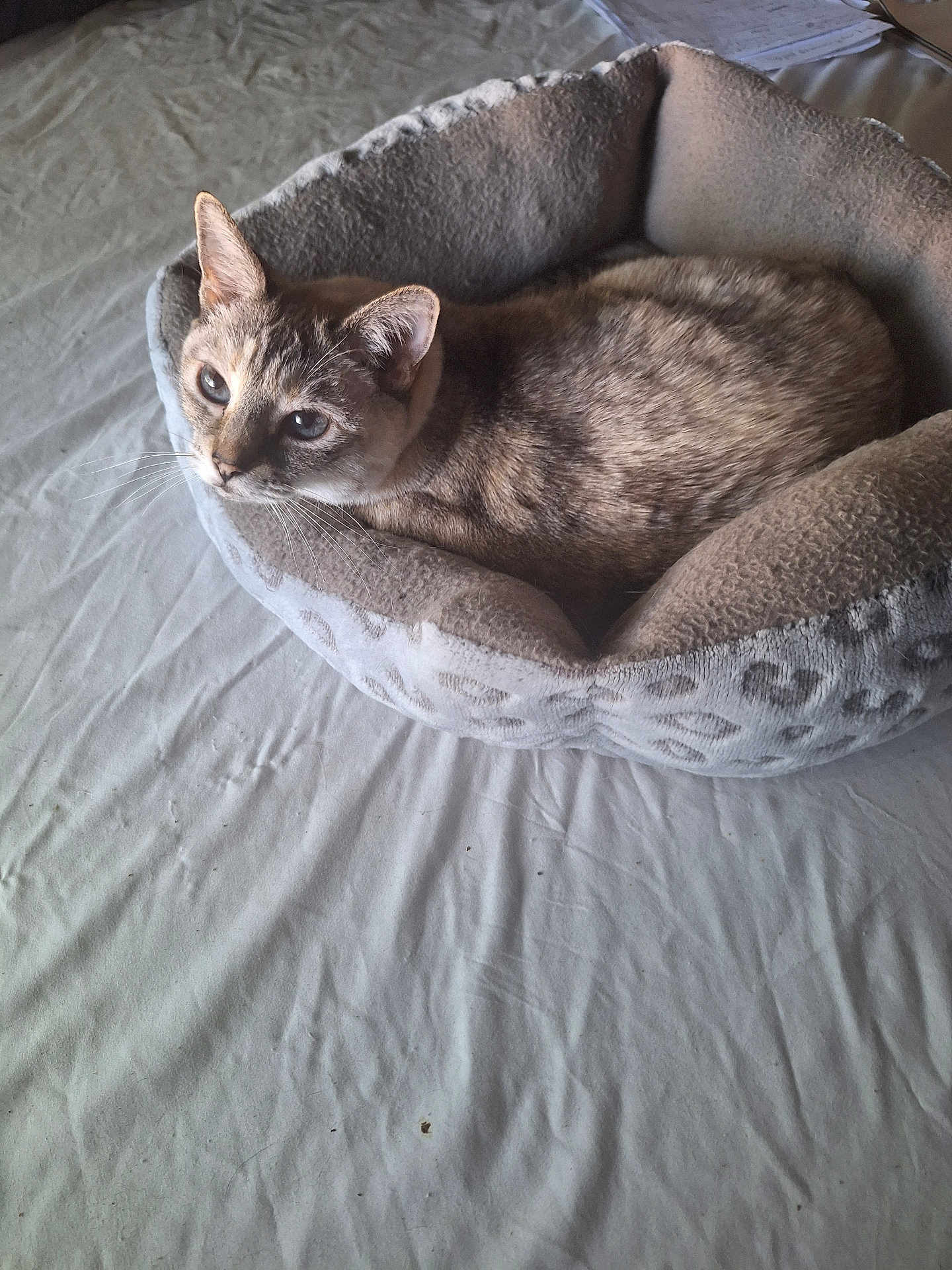 Dru is registered to the contest to win money with this photo: cat, tabby, pet_bed, cozy, indoor, feline, fur, whiskers, ears, eyes, resting, soft, bed, curious, animal, domestic, cute, relaxed, mammal, sleepy