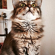 Napoléon participe au concours pour gagner de l'argent avec cette photo : cat, tabby_cat, long_hair, feline, pet, green_eyes, whiskers, fluffy, portrait, looking_up, sitting, indoor, wall_texture, window, door, door_handle, paws, table, close_up, domestic_animal