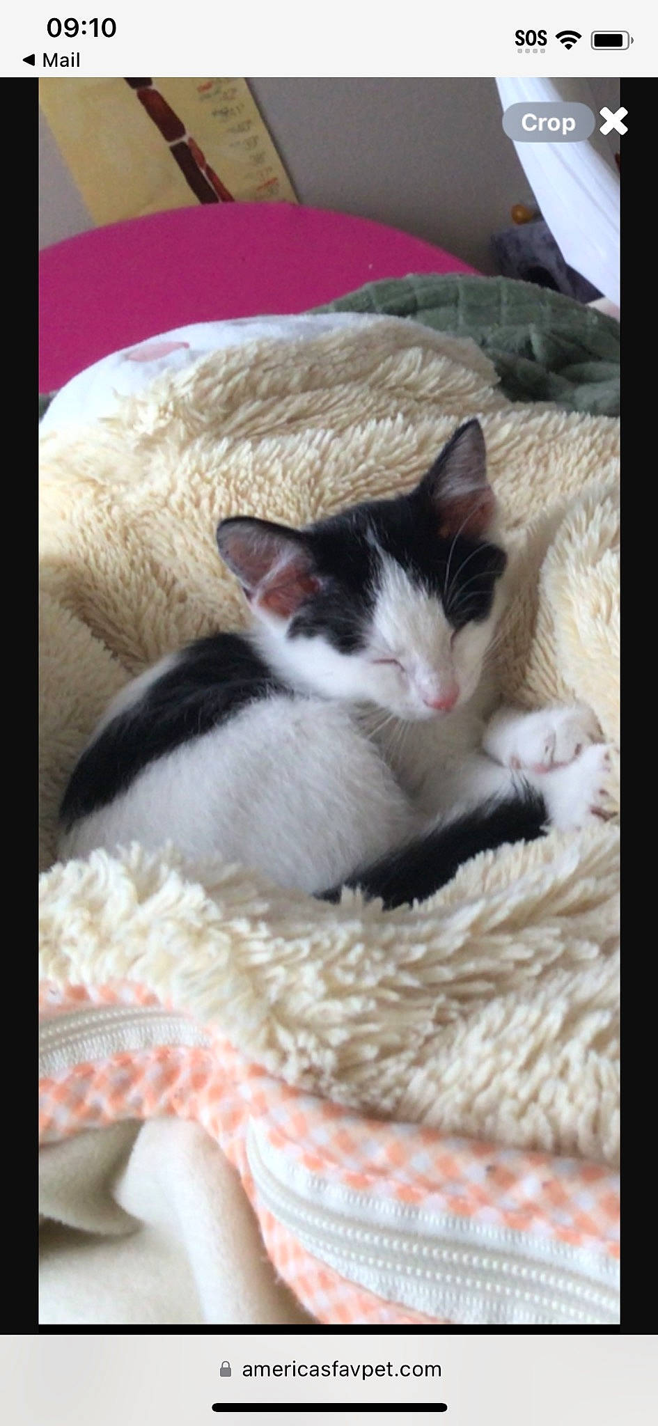 Honey joined the competition — help win amazing prizes! box, carnivore, cat, cat_bed, cat_furniture, cat_supply, comfort, domestic_short_haired_cat, felidae, fur, linens, nap, paw, rectangle, sleep, small_to_medium_sized_cats, tail, whiskers, wood