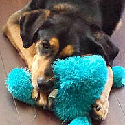 Domo is registered to the contest to win money with this photo: