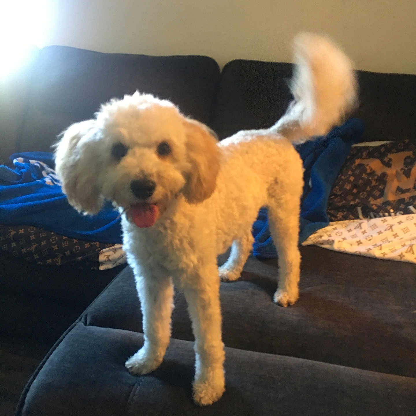 Angel is registered to the contest to win money with this photo: animal, blanket, canine, couch, cozy, dog, fluffy, fur, furniture, happy, home, indoor, living_room, pet, smiling, sunlight, tail, tail_wagging, tongue_out, white_dog