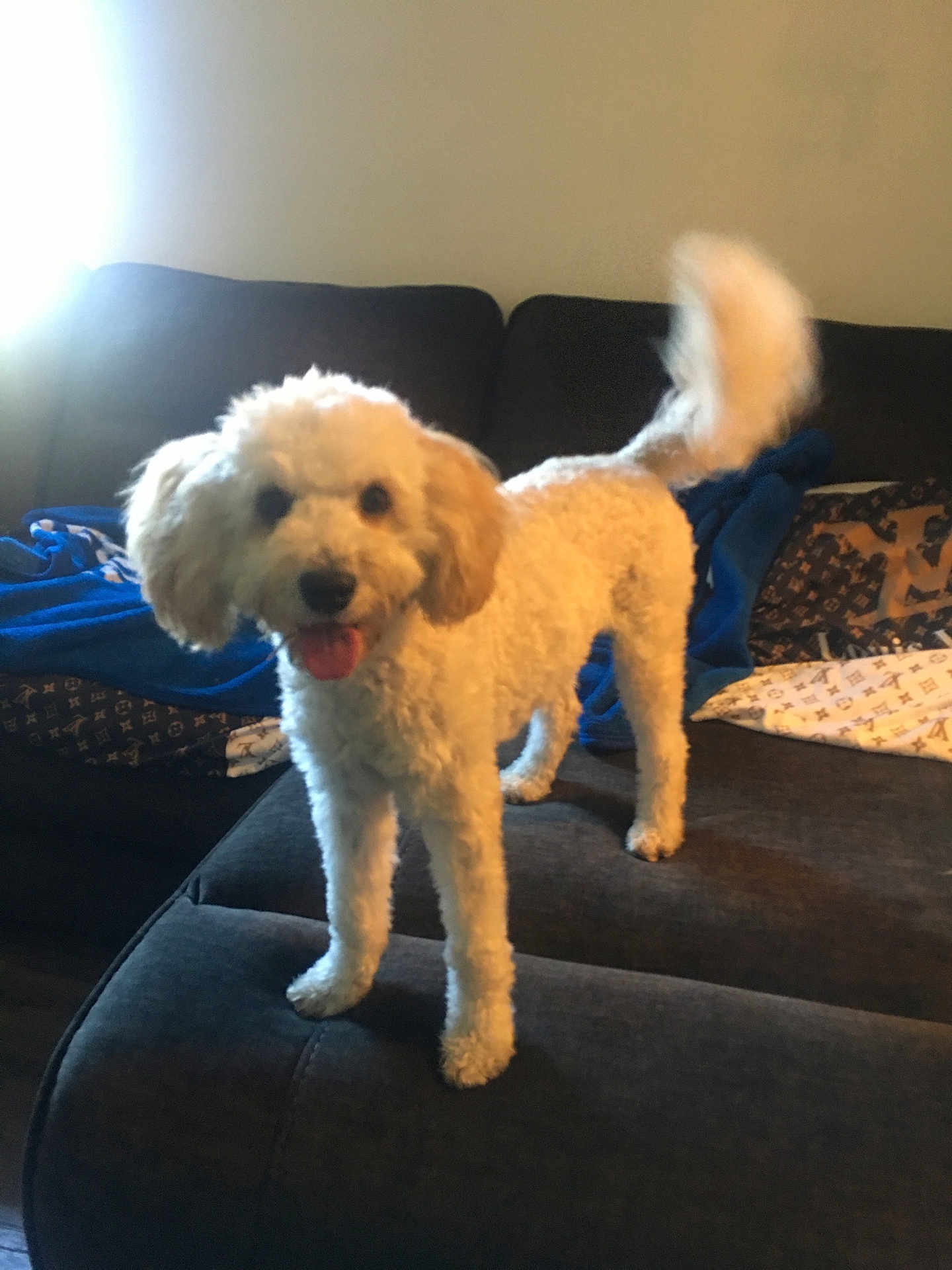 Angel is registered to the contest to win money with this photo: dog, white_dog, fluffy, couch, indoor, pet, tail, tongue_out, blanket, sunlight, happy, fur, living_room, animal, canine, home, smiling, furniture, cozy, tail_wagging