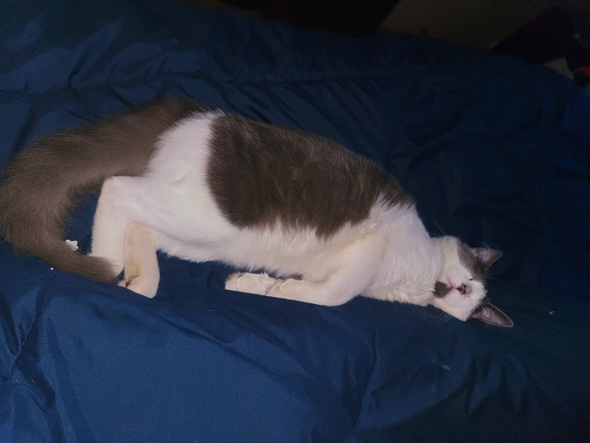 Cooter joined the competition — help win amazing prizes! canidae, carnivore, cat, comfort, dog_breed, domestic_short_haired_cat, eye, felidae, fur, head, mammal, nap, paw, sleep, small_to_medium_sized_cats, snout, sporting_group, tail, vertebrate, whiskers