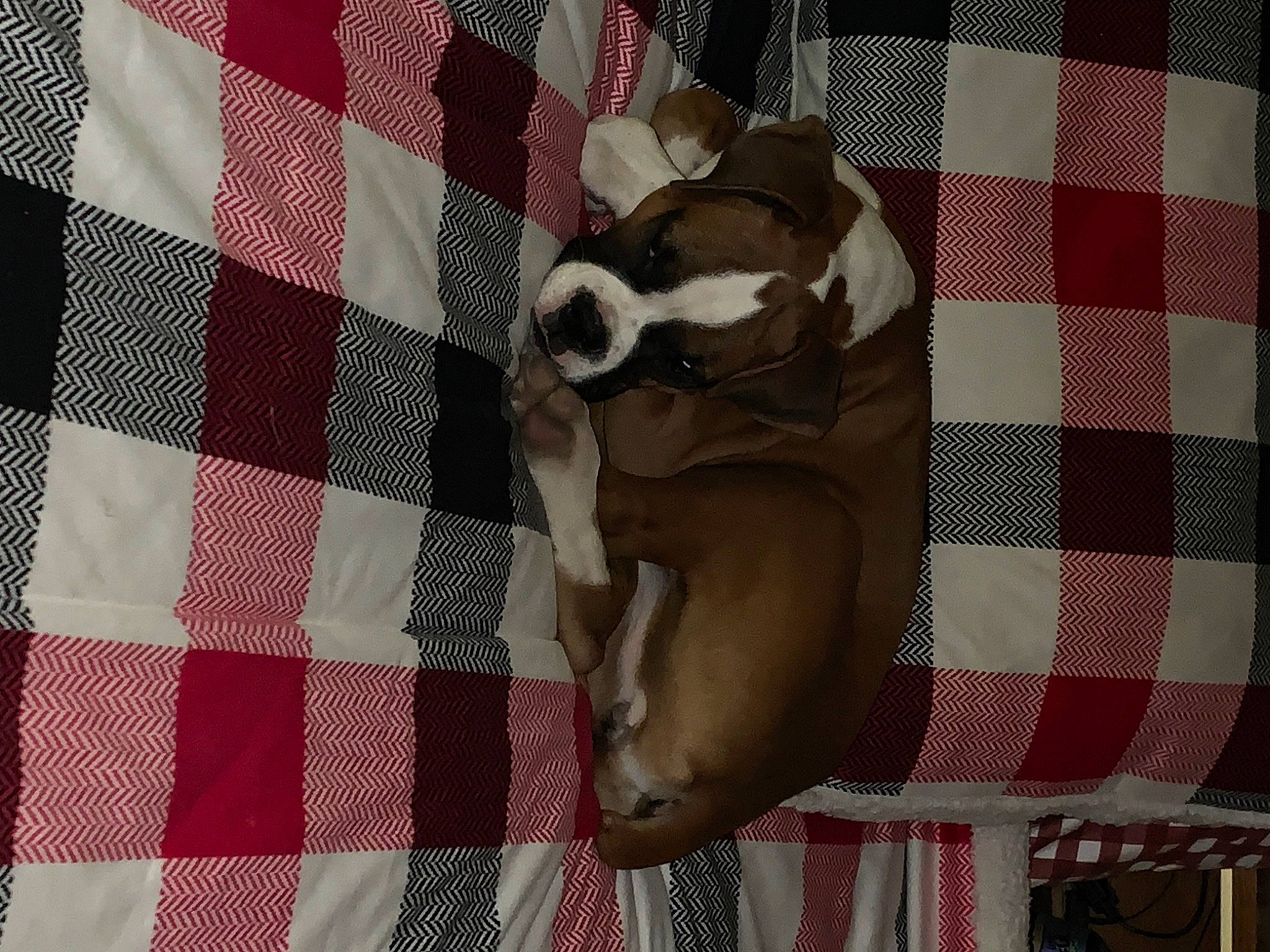 Tallulah is registered to the contest to win money with this photo: carnivore, comfort, companion_dog, dog, dog_breed, dog_supply, fawn, flooring, linens, pattern, pet_supply, plaid, rectangle, snout, sunglasses, tail, tartan, textile, tints_and_shades, working_animal