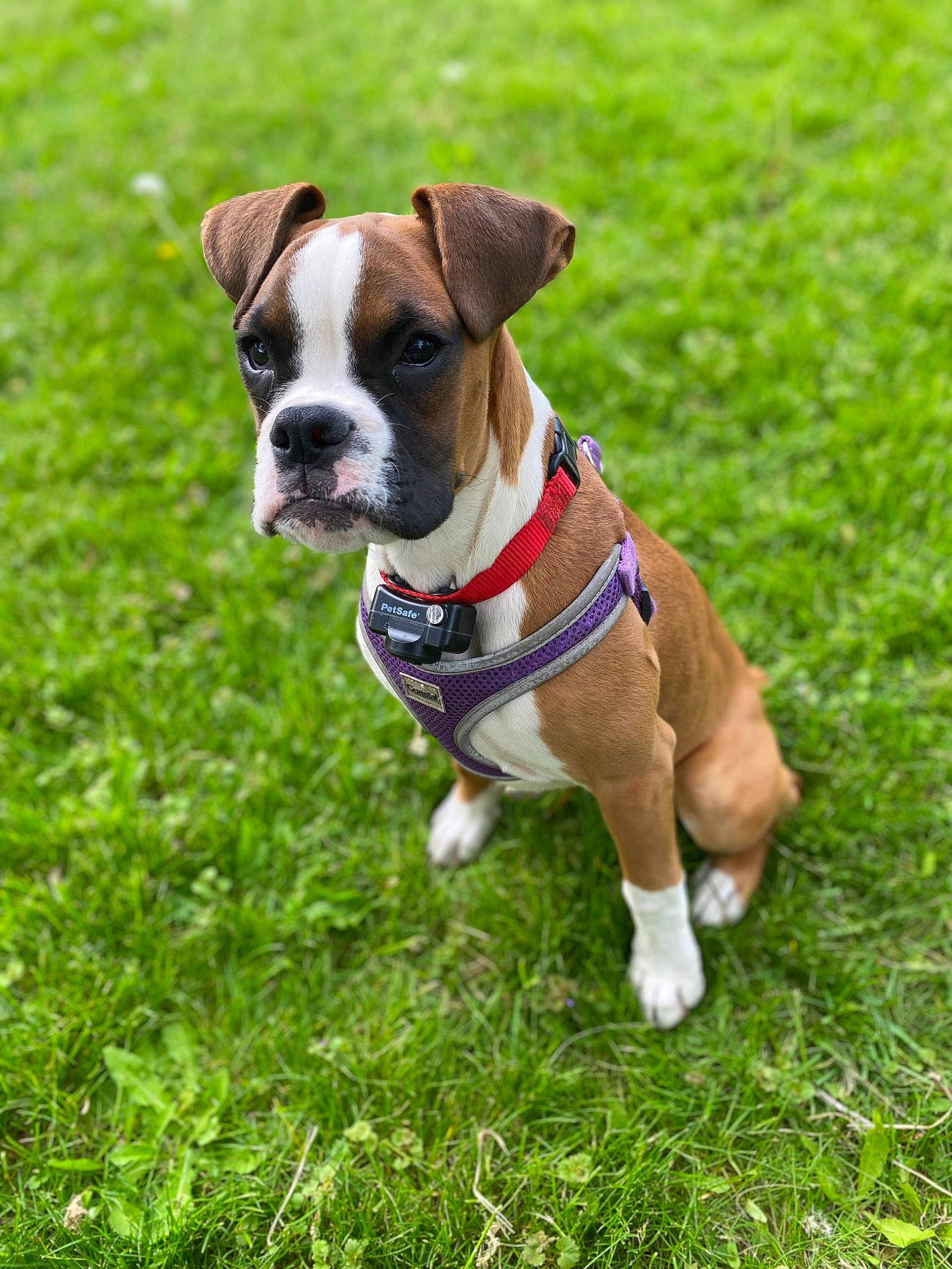 Tallulah joined the competition — help win amazing prizes! boxer, canidae, carnivore, collar, companion_dog, dog, dog_breed, dog_collar, dog_supply, fawn, grass, leash, non_sporting_group, pet_supply, plant, snout, sporting_group, tail, working_animal, working_dog