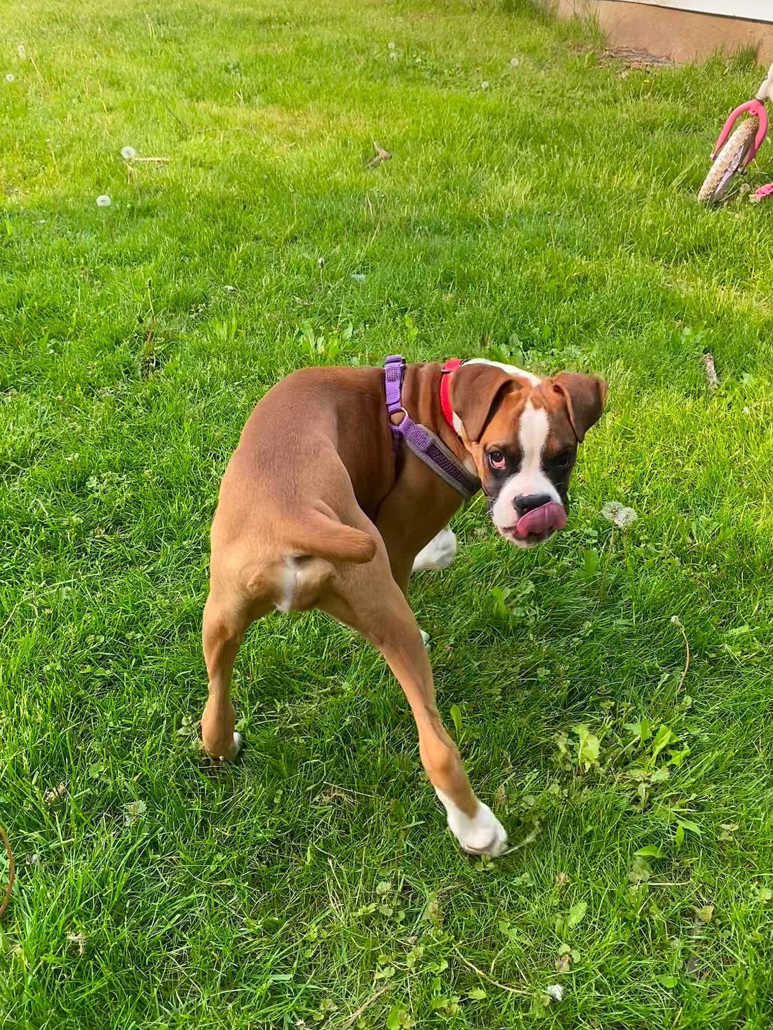 Tallulah is registered to the contest to win money with this photo: boxer, canidae, carnivore, collar, companion_dog, dog, dog_breed, dog_collar, dog_supply, fawn, grass, hound, hunting_dog, liver, non_sporting_group, pet_supply, sporting_group, tail, working_animal, working_dog