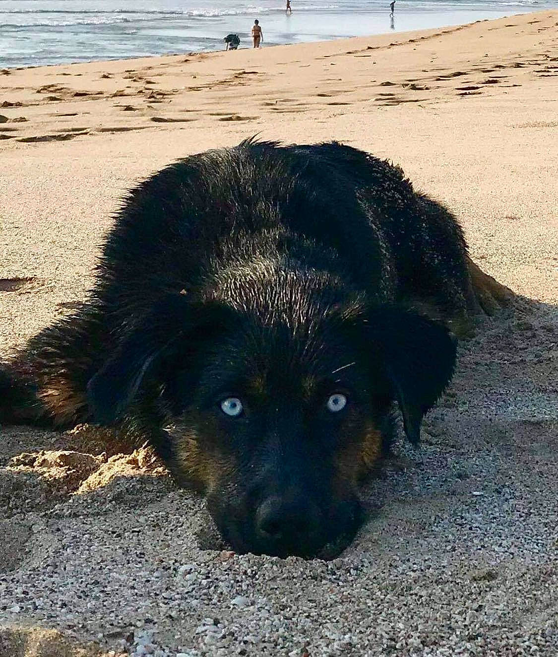 Sacoche participe au concours pour gagner de l'argent avec cette photo : beach, body_of_water, canidae, carnivore, coast, dog, dog_breed, fur, landscape, sand, shadow, shore, snout, soil, sporting_group, terrestrial_animal, tints_and_shades, water, wildlife, working_animal