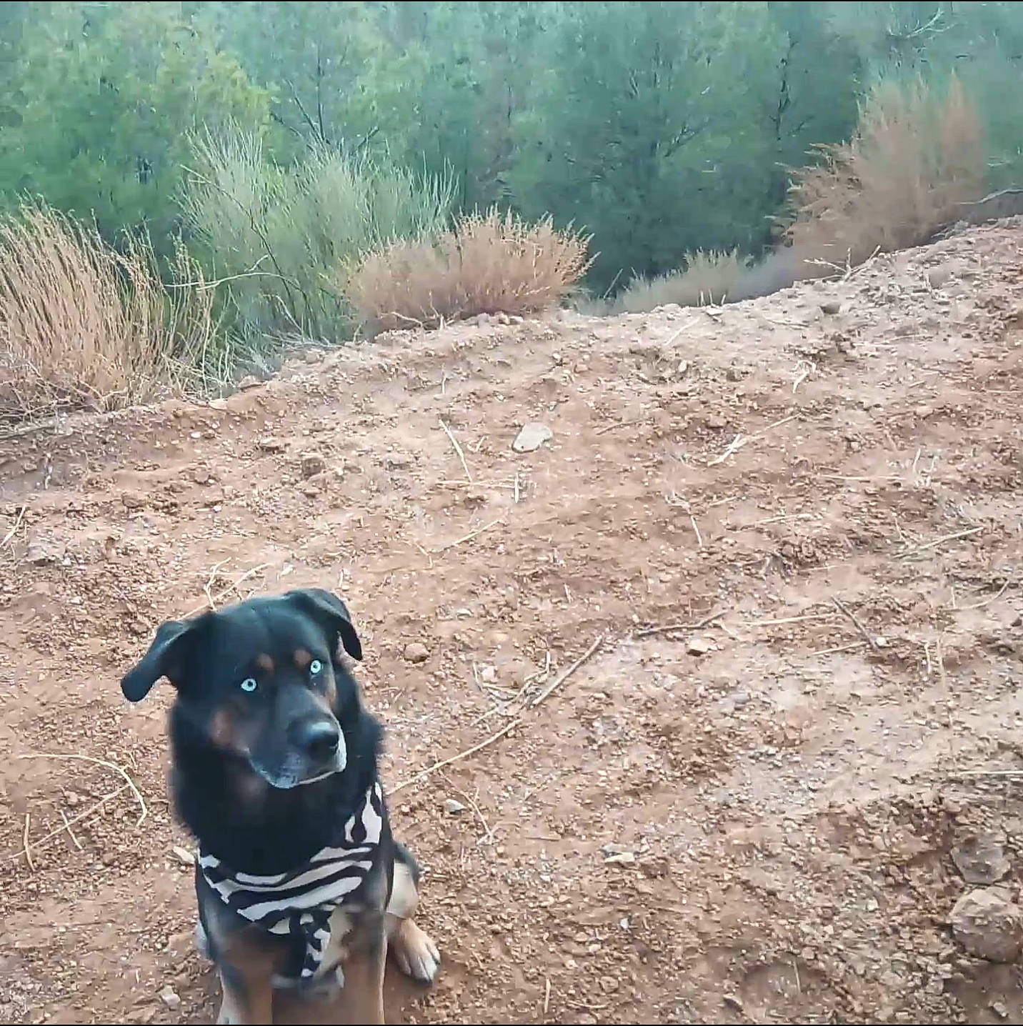 Sacoche a rejoint le concours — aidez-le/la à gagner de superbes lots ! borador, carnivore, collar, companion_dog, dog, dog_breed, dog_collar, fawn, grass, guard_dog, landscape, plant, snout, soil, sporting_group, tail, tints_and_shades, tree, whiskers, working_animal