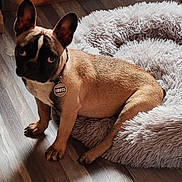Valko a rejoint le concours — aidez-le/la à gagner de superbes lots ! dog, french_bulldog, pet, indoor, dog_bed, collar, tag, wooden_floor, brown_dog, cute, animal, sitting, fluffy, fur, ears, looking_away, home, cozy, companion, domestic