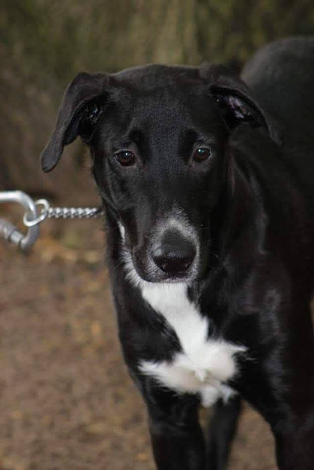 Prince a rejoint le concours — aidez-le/la à gagner de superbes lots ! borador, canidae, carnivore, collar, companion_dog, dog, dog_breed, dog_collar, fur, hunting_dog, non_sporting_group, puppy, sporting_group, terrestrial_animal, whiskers, working_animal, working_dog