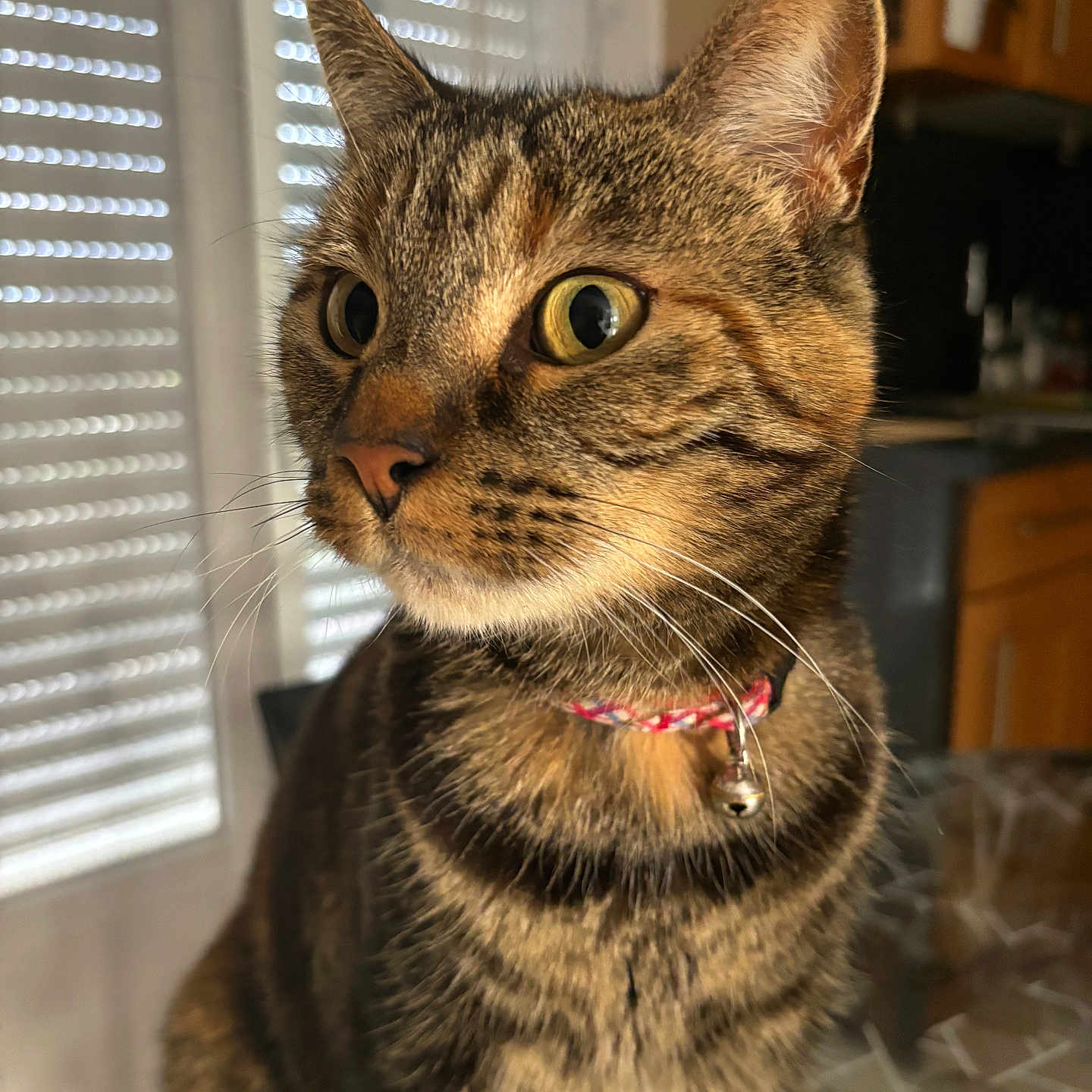 Tornade a rejoint le concours — aidez-le/la à gagner de superbes lots ! abyssinian, accessories, animal, cat, collar, curtain, egyptiancat, hardwood, homedecor, jewelry, kitten, leash, manx, necklace, pet, shelf, strap, window, windowshade, wood