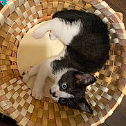 Baby Doo joined the competition — help win amazing prizes! kitten, cat, basket, woven_basket, black_and_white, blue_eyes, curled_up, indoor, wood_floor, pet, animal, cute, small, fur, whiskers, looking_up, resting, cozy, home, curious