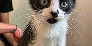 Baby Doo is registered to the contest to win money with this photo: kitten, cat, black_and_white, whiskers, indoor, pet, animal, curious, feline, young, small, cute, sitting, fur, eyes, domestic, mammal, portrait, closeup, person_blurred
