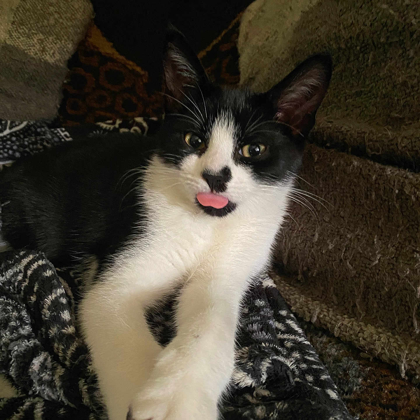 Baby Doo is registered to the contest to win money with this photo: animal, black_and_white, blanket, cat, closeup, comfortable, couch, cozy, cute, feline, fur, home, indoor, paw, pet, playful, relaxed, resting, tongue_out, whiskers