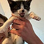 Baby Doo joined the competition — help win amazing prizes! kitten, cat, black_and_white, person, hand, holding, indoor, cute, young, animal, pet, feline, fur, whiskers, paw, face, mouth_open, expression, portrait, close_up