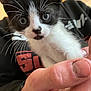 Baby Doo joined the competition — help win amazing prizes! kitten, cat, black_and_white, whiskers, close_up, hand, person, sweatshirt, text_on_clothing, fingernail, indoor, pet, cute, animal, young, mammal, face, fur, holding, curious