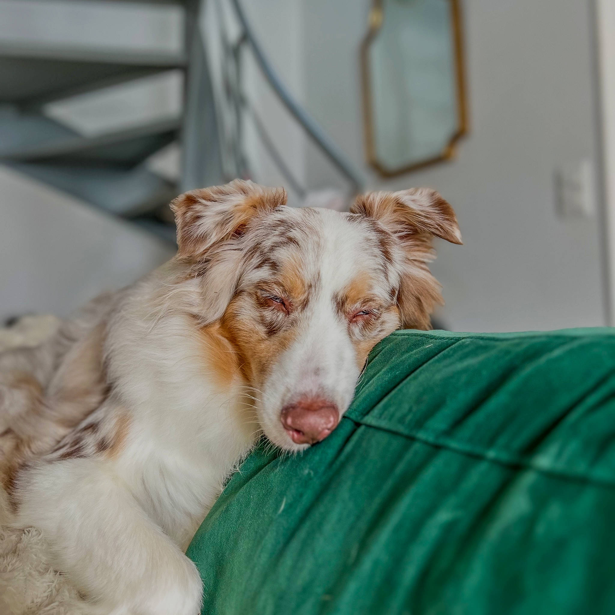 Tommy a rejoint le concours — aidez-le/la à gagner de superbes lots ! canidae, carnivore, companion_dog, dog, dog_breed, fawn, fur, grass, gun_dog, herding_dog, liver, mirror, snout, spaniel, sporting_group, terrestrial_animal, texas_heeler, whiskers, working_animal, working_dog