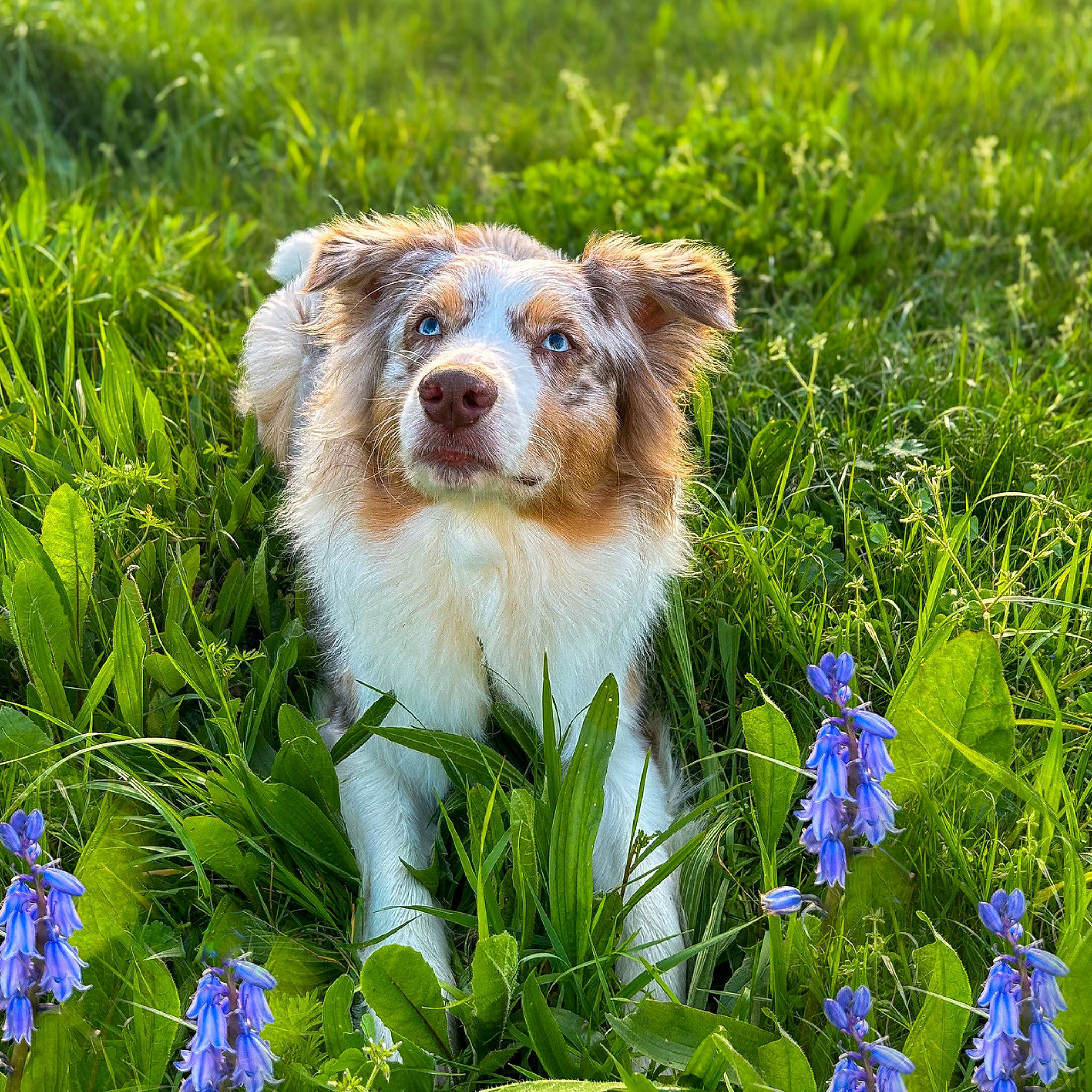 Tommy a rejoint le concours — aidez-le/la à gagner de superbes lots ! blue, carnivore, companion_dog, dog, dog_breed, electric_blue, fawn, flower, grass, green, groundcover, happy, herbaceous_plant, natural_landscape, people_in_nature, plant, snout, sporting_group, toy_dog, whiskers
