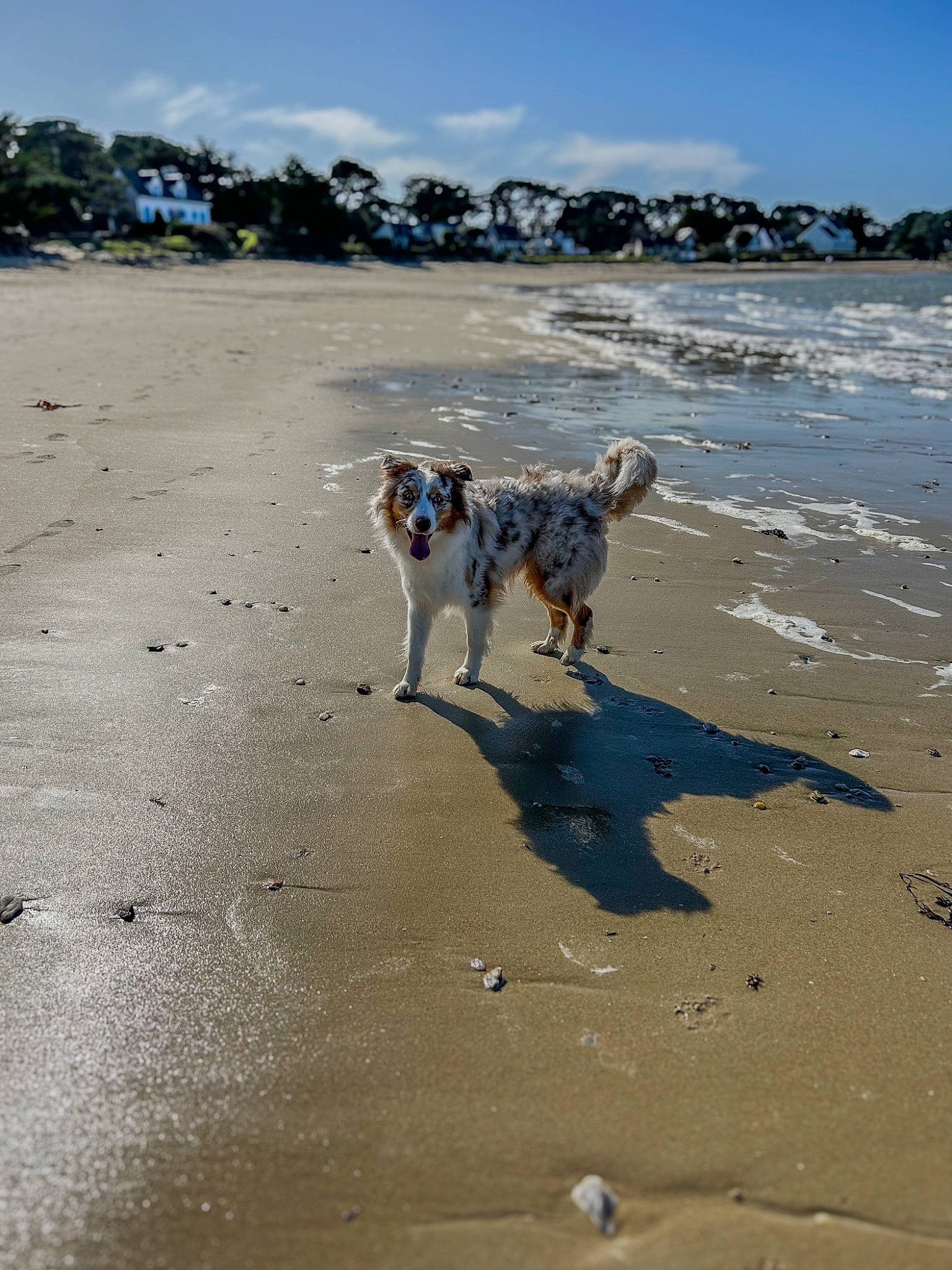Tommy a rejoint le concours — aidez-le/la à gagner de superbes lots ! beach, canidae, carnivore, cloud, coast, coastal_and_oceanic_landforms, dog, dog_breed, fawn, fun, horizon, ocean, sand, shore, sky, sporting_group, tree, water, wind_wave, working_animal