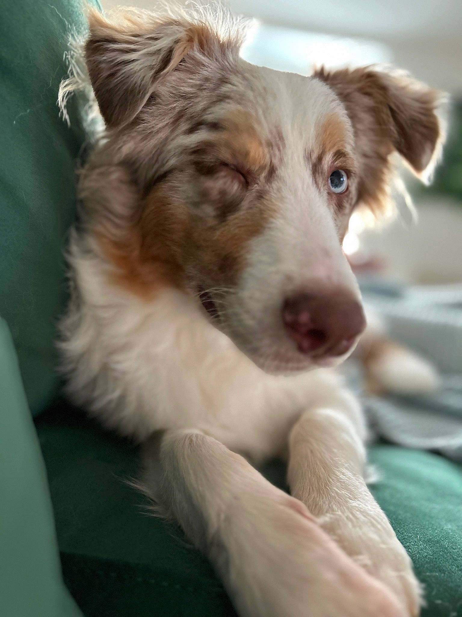 Tommy a rejoint le concours — aidez-le/la à gagner de superbes lots ! australian_collie, australian_shepherd, border_collie, canidae, carnivore, companion_dog, dog, dog_breed, fur, herding_dog, liver, plant, puppy, snout, sporting_group, terrestrial_animal, whiskers, working_animal, working_dog