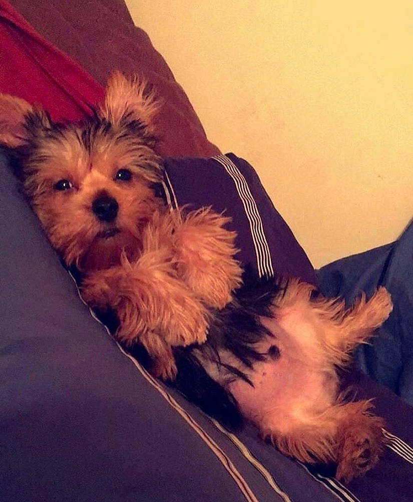 Louis is registered to the contest to win money with this photo: australian_terrier, biewer_terrier, canidae, carnivore, companion_dog, dog, dog_breed, maltepoo, mammal, morkie, puppy, puppy_love, rare_breed_dog, schnoodle, small_terrier, sporting_lucas_terrier, terrier, toy_dog, yorkipoo, yorkshire_terrier