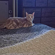 Colby is registered to the contest to win money with this photo: cat, bed, bedspread, furniture, dresser, television, indoor, pet, animal, marbled_coat, curious, resting, dim_light, room, wooden, cabinet, striped_blanket, quiet, feline, domestic